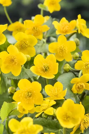 Caltha palustris - afbeelding 2