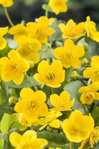 Caltha palustris - afbeelding 2