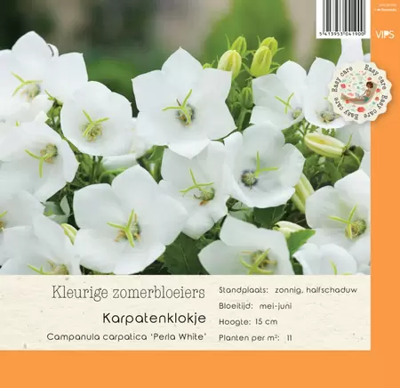 VIPS Campanula carpatica Perla White P9