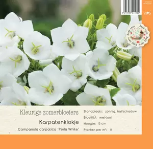 VIPS Campanula carpatica Perla White P9