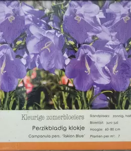 VIPS Campanula pers. Takion Blue P9 - afbeelding 2