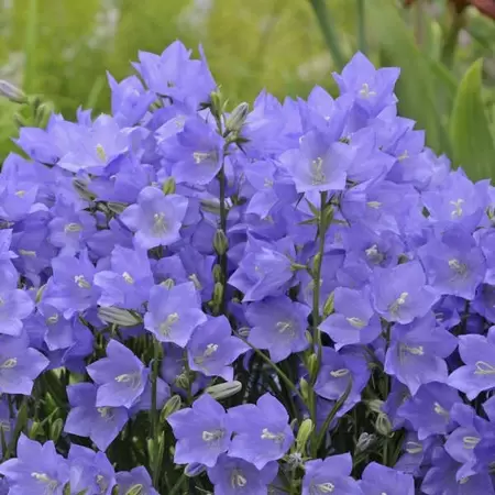 VIPS Campanula pers. Takion Blue P9 - afbeelding 2