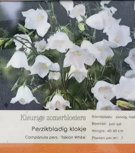 VIPS Campanula pers. Takion White P9 - afbeelding 1