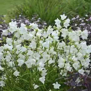 VIPS Campanula pers. Takion White P9 - afbeelding 2