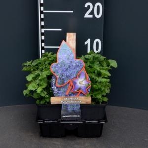 Campanula posch 4-pack