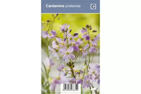 VIPS Cardamine pretense P9 - afbeelding 2