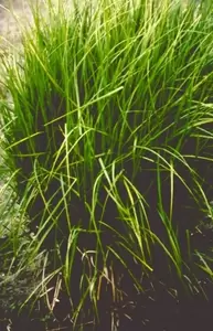 Carex muskingumensis