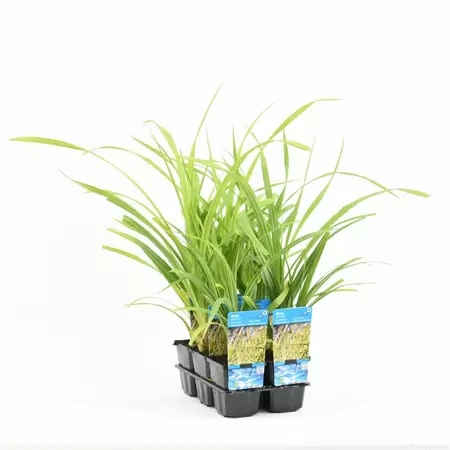 Carex pendula - afbeelding 1