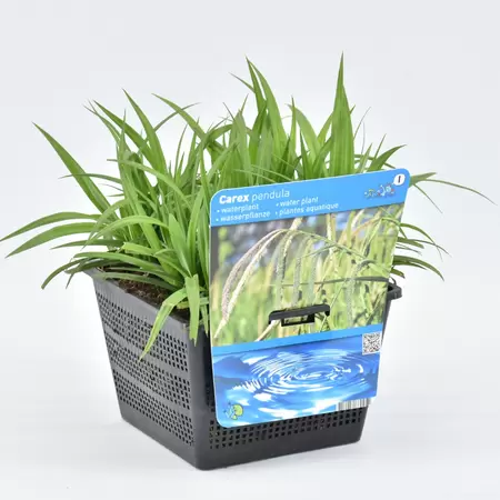 Carex pendula - afbeelding 1