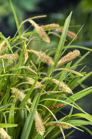 Carex pendula - afbeelding 2