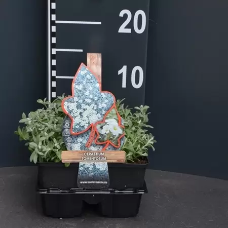 UNIQUE Cerastium tomentosum