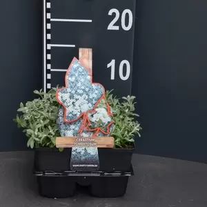 UNIQUE Cerastium tomentosum