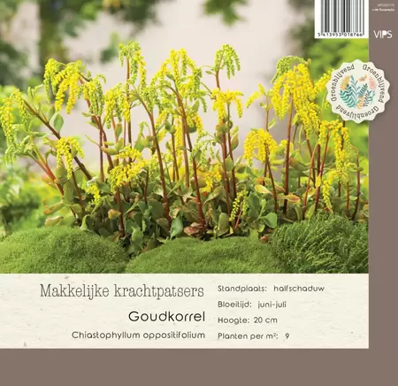 VIPS Chiastophyllum oppositifolium p9