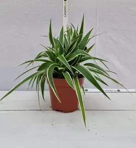 Chlorophytum com. Ocean P12 - afbeelding 2