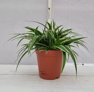 Chlorophytum com. 'Ocean' P15 - afbeelding 2