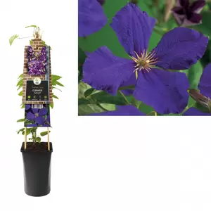 Clematis 'Jackmanii'