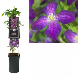 Clematis Jackmanii Purpurea PBR