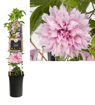 Clematis 'Multi Pink'®