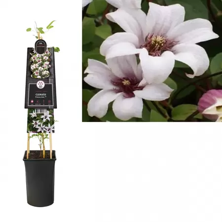 Clematis 'Princess Kate'®