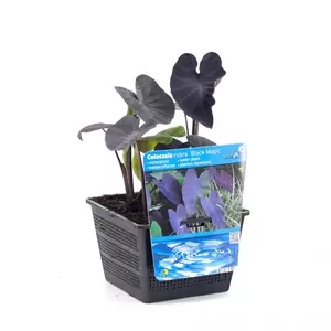 Colocasia rubra Black Magic - afbeelding 2