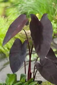 Colocasia rubra Black Magic - afbeelding 2