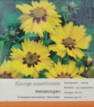 VIPS Coreopsis lanceolata sterntaler P9