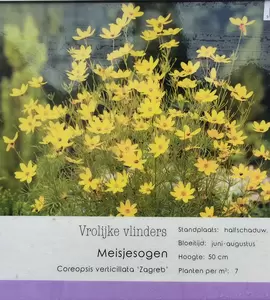 VIPS Coreopsis verticillata Zagreb P9