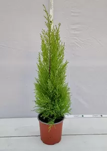 Cupressus macro. 'Goldcrest Wilma' P14 - afbeelding 2