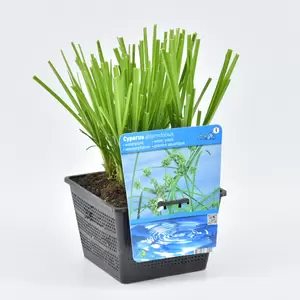 Cyperus alternifolius - afbeelding 2