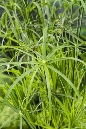 Cyperus alternifolius - afbeelding 2