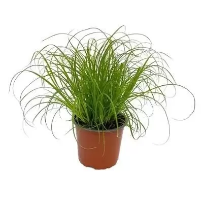 Cyperus alternifolius 'Zumula' P12