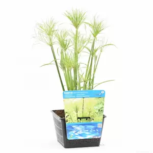 Cyperus percamenthus - afbeelding 2