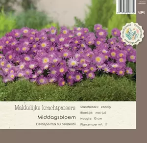 VIPS Delosperma sutherlandii P9