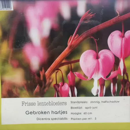 VIPS Dicentra spectabilis  P9