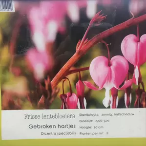 VIPS Dicentra spectabilis P9