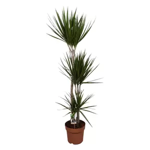 Dracaena marg.