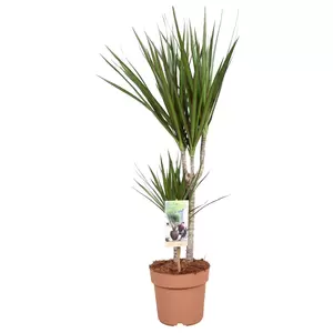 Dracaena marg. 30-15 P17