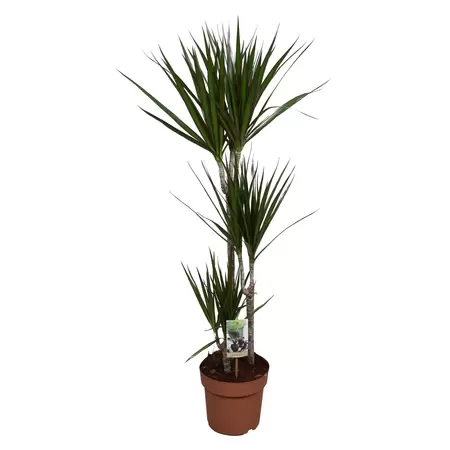 Dracaena marg. 60-30-15 P21