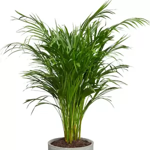 Dypsis lutescens Chrysalidoca P21 - afbeelding 2