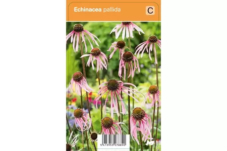 VIPS Echinicae pallida P9 - afbeelding 2