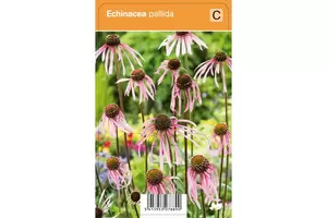 VIPS Echinicae pallida P9 - afbeelding 2