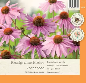 VIPS Echinacea purpurea p9