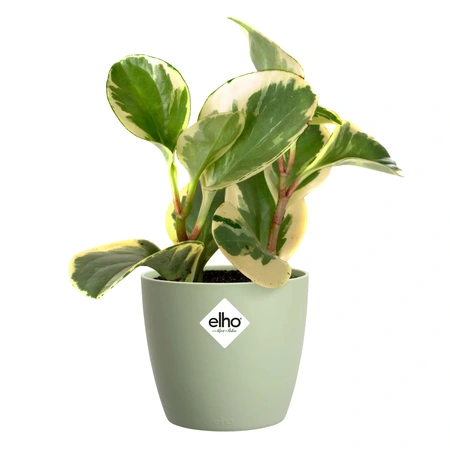 ELHO Pot brussels d10.5cm sorbet groen - afbeelding 2