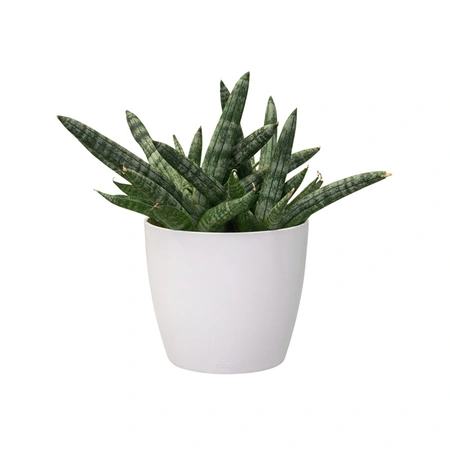 ELHO Pot brussels d12.5cm wit - afbeelding 2