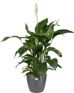 ELHO Pot brussels d20cm antraciet - afbeelding 2