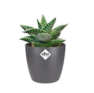 ELHO Pot brussels d7cm antraciet - afbeelding 2