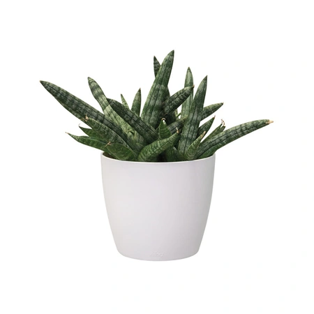 ELHO Pot brussels d7cm wit - afbeelding 2