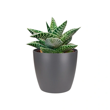 ELHO Pot brussels d9.5cm antraciet - afbeelding 2