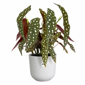 ELHO Pot jazz d14cm zijdewit - afbeelding 2