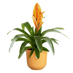 ELHO Pot jazz d16cm amber geel - afbeelding 2